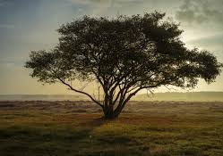 SITO1: urbanistica Il sindaco Giulivi blocca il professionista impegnato nell’elaborazione del Pucg  Tarquinia revoca l’incarico a Cervellati