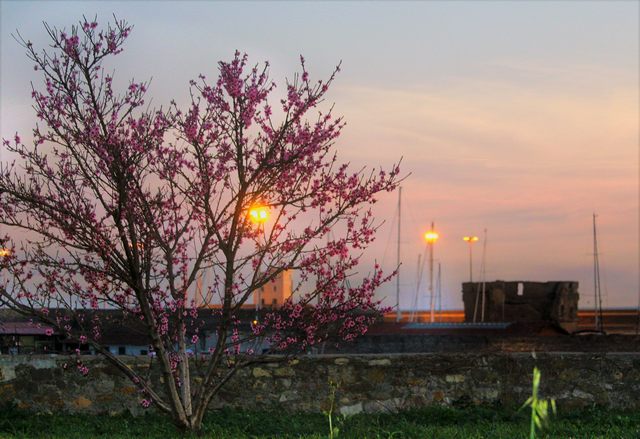 Pesco in fiore (foto Mauro Mari)