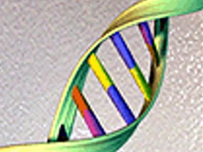 Dna dell&rsquo;altezza, 83 varianti genetiche