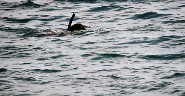 Snorkeling (foto Mauro Mari)