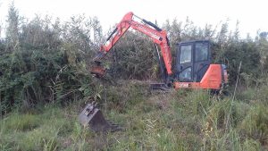 Palude di Torre Flavia, concluso l&rsquo;ultimo step per la chiusura del progetto di ripristino ambientale nell&rsquo;area di ampliamento