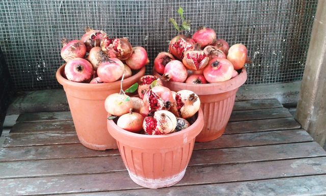 Melograni (foto Rosario Sasso)