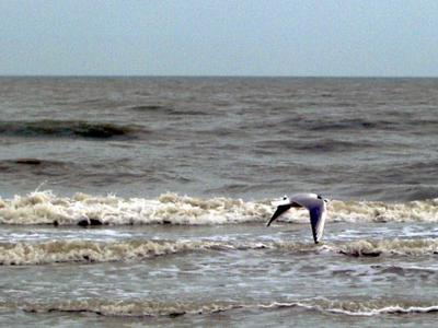 Specie aliene, minaccia per ambiente e salute