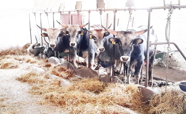 Allevatori, 41 licenziamenti in arrivo