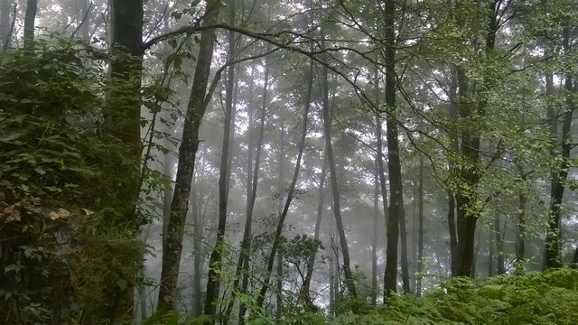 Monte delle Felci (foto Stefano Seripa)