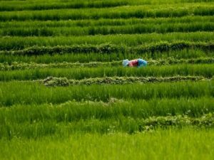 Crisi climatica, ‘‘Agroecologia’’ alternativa sostenibile