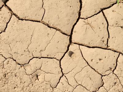 Le virt&ugrave; del fico d&rsquo;India nelle zone aride