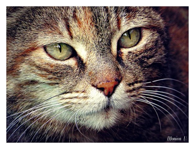 Il gatto (foto Monica Volpi)