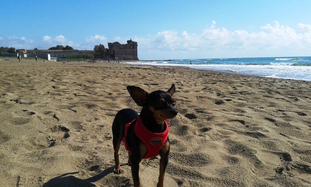 Pincher (foto Rosario Sasso)