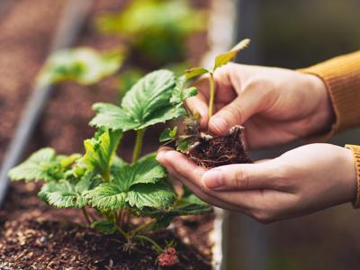 Riciclo, la casa diventa giardino