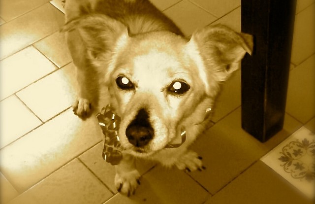 Birba (foto Francesca Paravani)