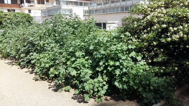 Incuria: erba incolta sotto Torre Europa