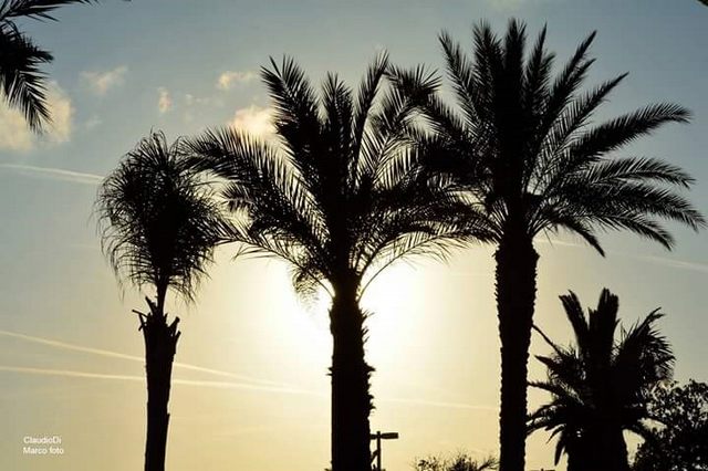 Silhouette (foto Claudio Di Marco)