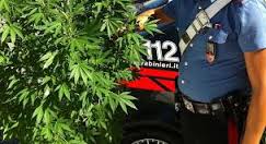 Scoperta coltivazione di marijuana: due arresti