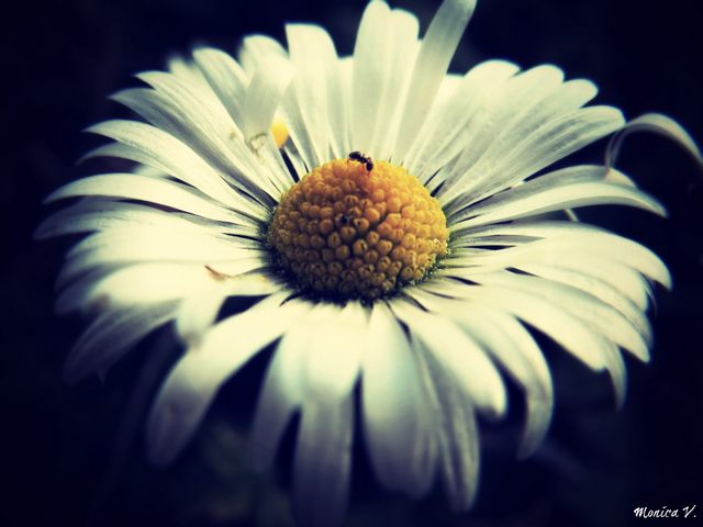 Il fiore e la formica (foto Monica Volpi)