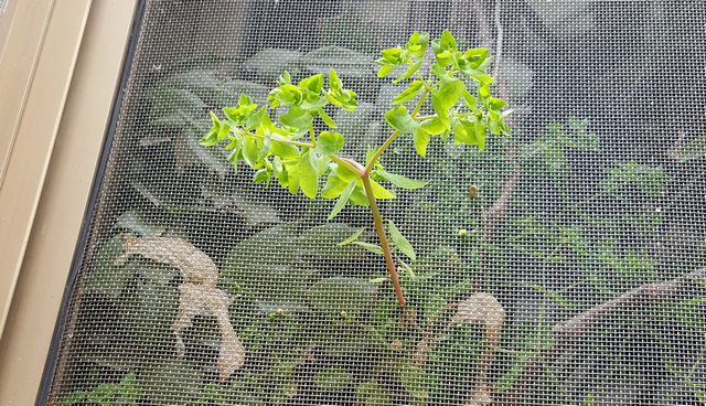 Adattamento (foto Patrizia Motta)