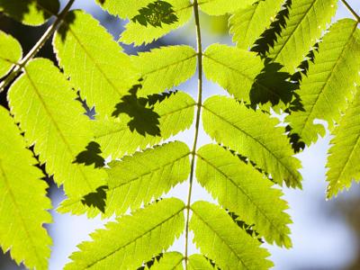 CO2, le piante si adattano e la vegetazione cresce