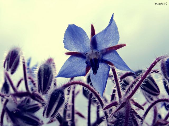 Borragine (foto Monica Volpi)