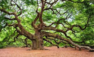 ''Cacciatori di alberi monumentali'', al via la seconda iniziativa