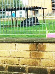 "Materassini abbandonati? Totale disorganizzazione"