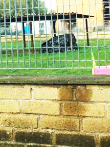 "Materassini abbandonati? Totale disorganizzazione"