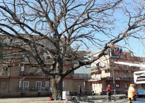 Al via il consolidamentodella chioma della quercia