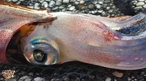 &ldquo;Un calamaro per Civitavecchia&rdquo;, l'iniziativa pro ospedale San Paolo