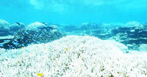 Australia, ancora uno sbiancamento della barriera corallina