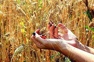 Analisi ismea: agroalimentare tiene, florovivaismo e pesca in crisi