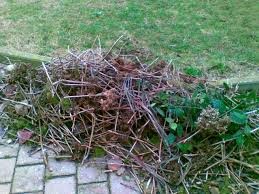 Ritiro sfalci e ramaglie, un cittadino chiede lumi all&rsquo;assessore