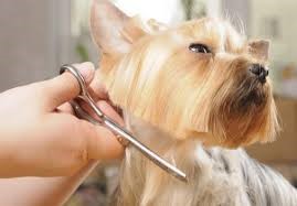 CNA Lazio: “Il 4 maggio riaprono i toelettatori”