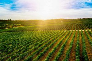 Pusceddu e Lo Surdo: la transizione ecologica, per quanto riguarda l’agricoltura, non può essere una opzione ma una certezza