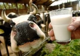 Arriva il latte “senza mucche”. Fermo no di Coldiretti Lazio