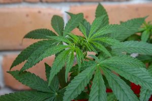 Cisterna, coltiva marijuana sulla terrazza condominiale: denunciata