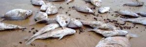 Moria pesci, M5S: “Civitavecchia ha ancora un assessore all’ambiente?”