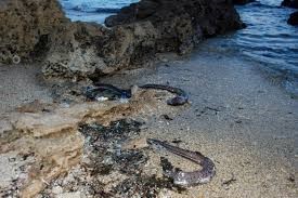 Moria di pesci alla Frasca, interrogazione di Onda Popolare