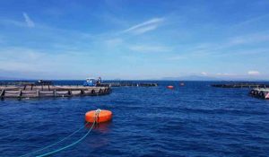 Itticoltura, il Tar respinge il ricorso