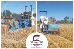 Cardarelli Tarquinia, la sezione di Agraria non si ferma: concluse le operazioni di trebbiatura della prova nazionale di frumento duro biologico