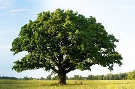 “Piantiamo un albero per ogni civitavecchiese vittima del coronavirus”