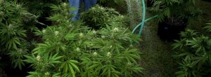 Sacrofano – Piantagione di cannabis dentro lussuosa villa, due arresti
