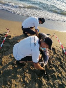 Trovati morti due delfini sulla costa di Fiumicino