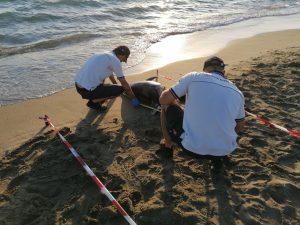Trovati morti due delfini sulla costa di Fiumicino