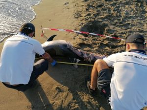 Trovati morti due delfini sulla costa di Fiumicino