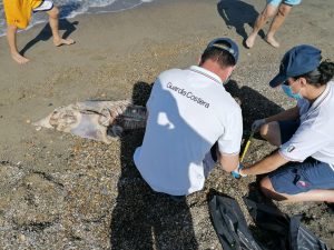 Trovati morti due delfini sulla costa di Fiumicino