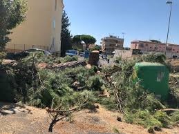 Attivisti M5S: “Che fine hanno fatto gli alberi di D’Ottavio?”