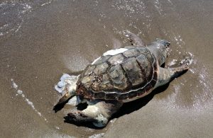 Tartarughe marine, record di nidi sulle spiagge italiane