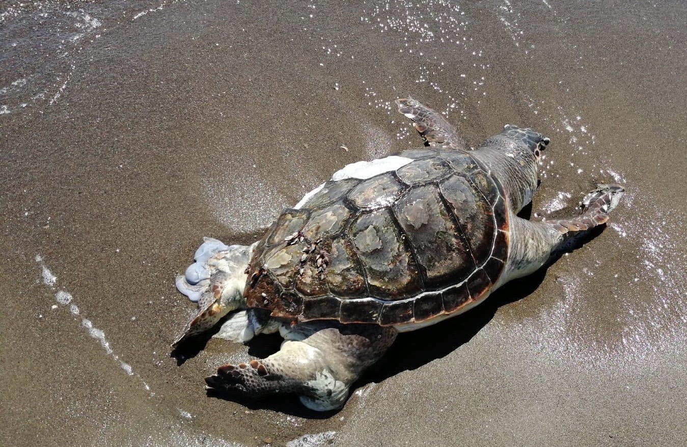 Tartarughe marine, record di nidi sulle spiagge italiane
