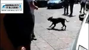 Prosegue la campagna contro l’abbandono ‘Animals Lives Matter’