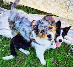 Bracciano – Percorso formativo per i proprietari di cani organizzato dalla Asl Roma 4