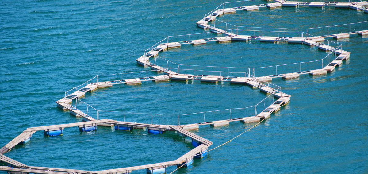 Itticoltura, la Rete di associazioni: “Più semplice attaccare noi che Enel”